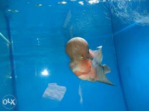 Flower Horn Fish for sell in very low price Grab
