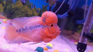 Flower Horn fishes available for wholesale and
