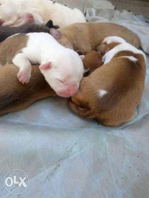 For sale pitbull puppies