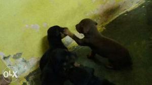 Four Black And Brown Rottweiler Puppies