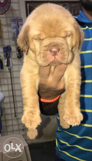 French mastiff male puppy available