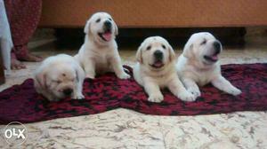 Fully Vaccinated lab puppies available.