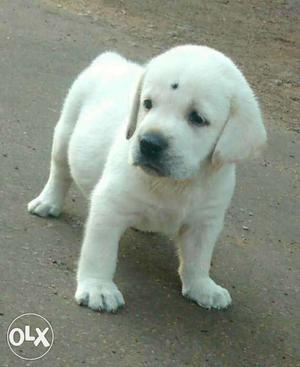 Fully Vaccinated lab puppies available