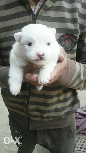 Fully white Pomeranian puppies r sell