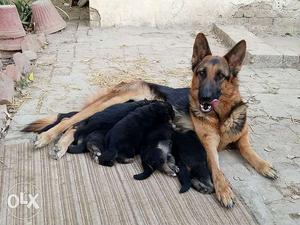 GSD litter is ready to join your family