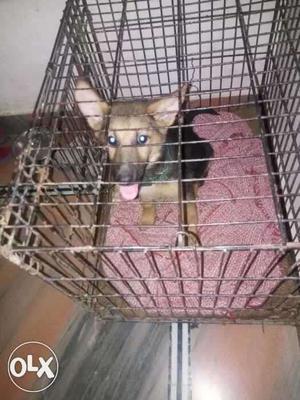 German Shepherd Puppy In Cage