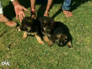 German Shepherd male and female Puppies available