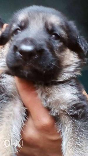 German Shepherd puppy male and female 28 days
