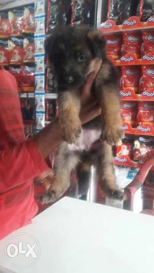 German shepherd pup top qulty available