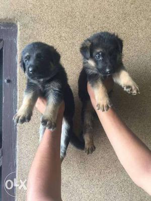 German shepherd puppy at discounted rate.
