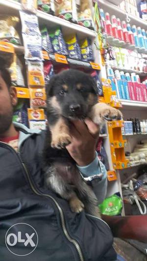 German shepherd puppy avilble contact happy dog kennell