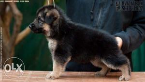 German shepherd pups available in delhi