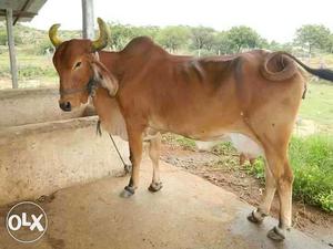 Gir cows for sale