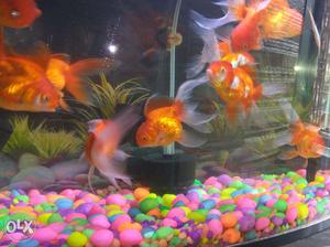 Gold Fish & black gold fish for sale.