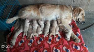 Golden Retriever With Puppies Litter