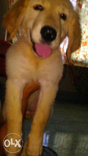 Golden Retriever female 2.5 months royal canine,