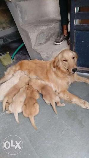 Golden Retriver pupuppies available Male and