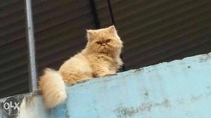 Golden colour male cat