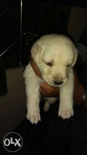 Golden labrador one month old puppy sale in very
