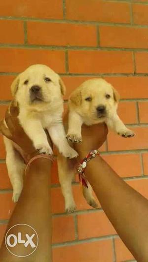 Good and superb lab male or female puppy available