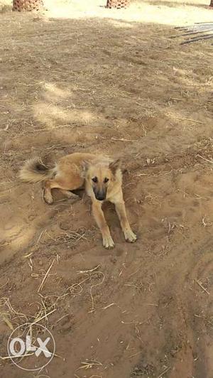 Good healthy German shepherd dog it is female