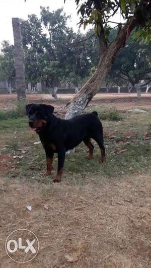 Good quality Rottweiler female for sale. with KCI