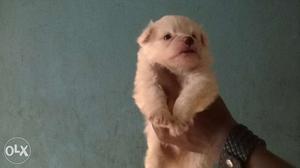 Good quality pomerian puppies available