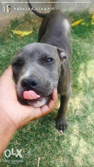 Gray American Staffordshire Terrier Puppy