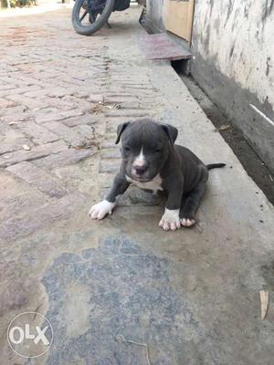 Gray And White American Pit Bull Terrier Puppy