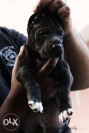 Great dane black male puppies for sale