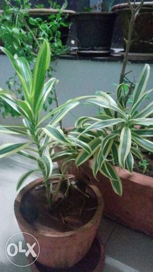 Green Leaved Potted Plant