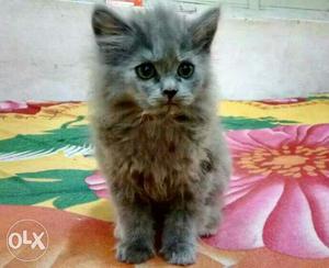 Grey Fur Kitten