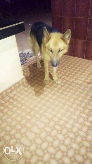 Gsd male for sell 2 year old friendly