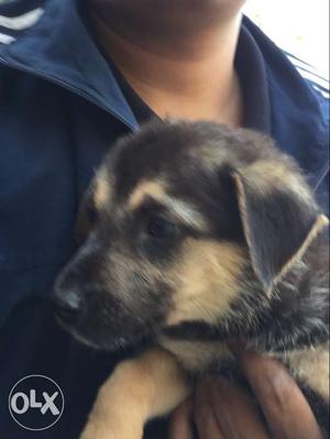 Gsd puppy double coat female available for sell