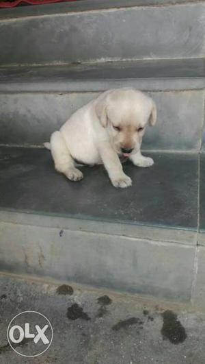 Havey born Labrador male puppy available