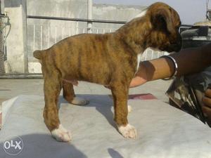 Healthy Boxer puppy by Veterinarian Dr. with health