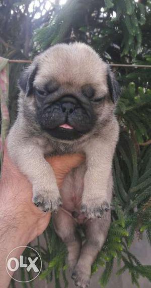 Heavy Puppy Male Pug Undernose Fully Wrinkles