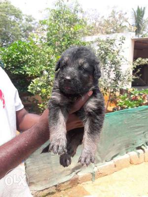 Heavy size german shapered male Puppy for sale.