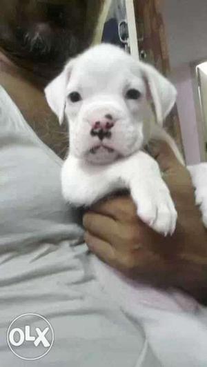 Hi all I want to sell female boxer puppy white