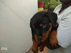 High quality 2 Rot female puppies for sale at low