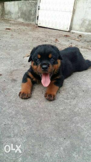 High quality Rottweiler Puppy's