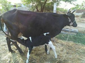 Holistien hybrid cow with calf giving 10 litres