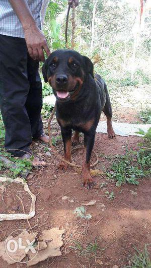 Human Friendly one and half Female Rottweiler