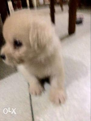 I want to sell my pomernian (german) puppy 1.2