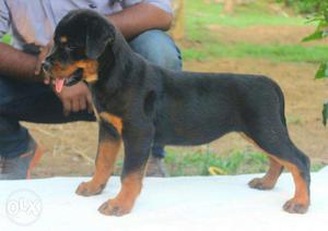 Import Lineage Rottweiler Male Puppy Available With Or With
