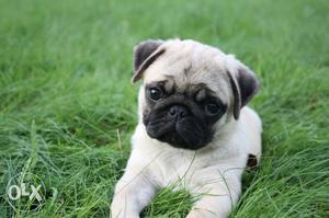 Import Quality Pug For Sale