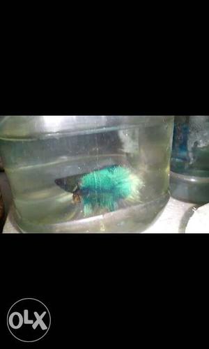 Imported HM & Crown tail betta for sale. Location