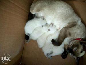 Imported Siamese kitten