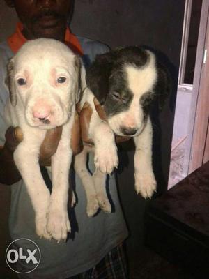 It is English pointer Dogs..female dog price  nd male