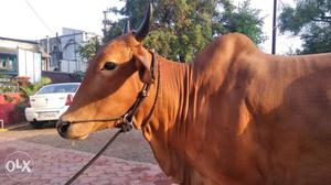 LAL KANDHARI Deshi cow for sale